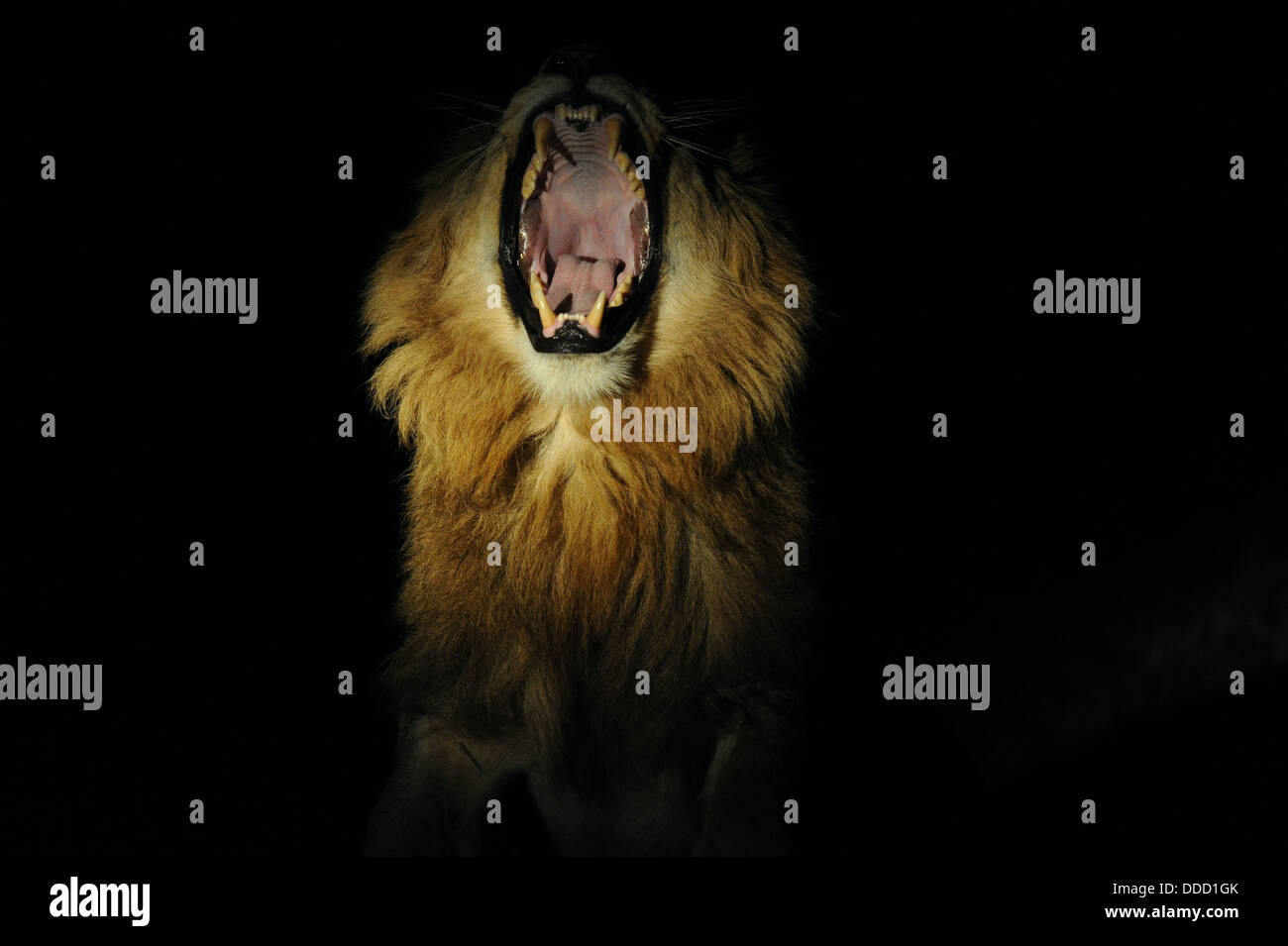 männliche Löwen Gähnen in der Nacht, Porträt Stockfoto