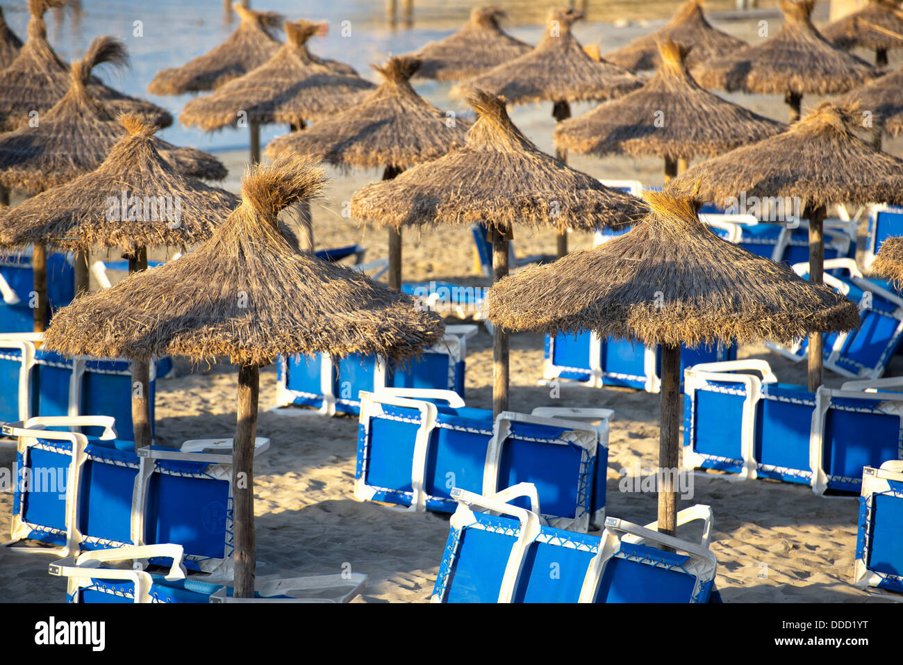 Schöner Sandstrand mit Stroh Schirme bei Sonnenaufgang in Paguera, Mallorca (Balearen - Spanien) Stockfoto