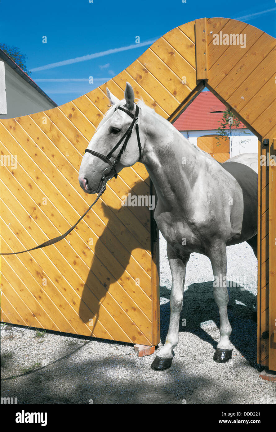 Porträt von einem highbred Pferd Kladruber in ein hölzernes Tor einer böhmischen Farm Stockfoto