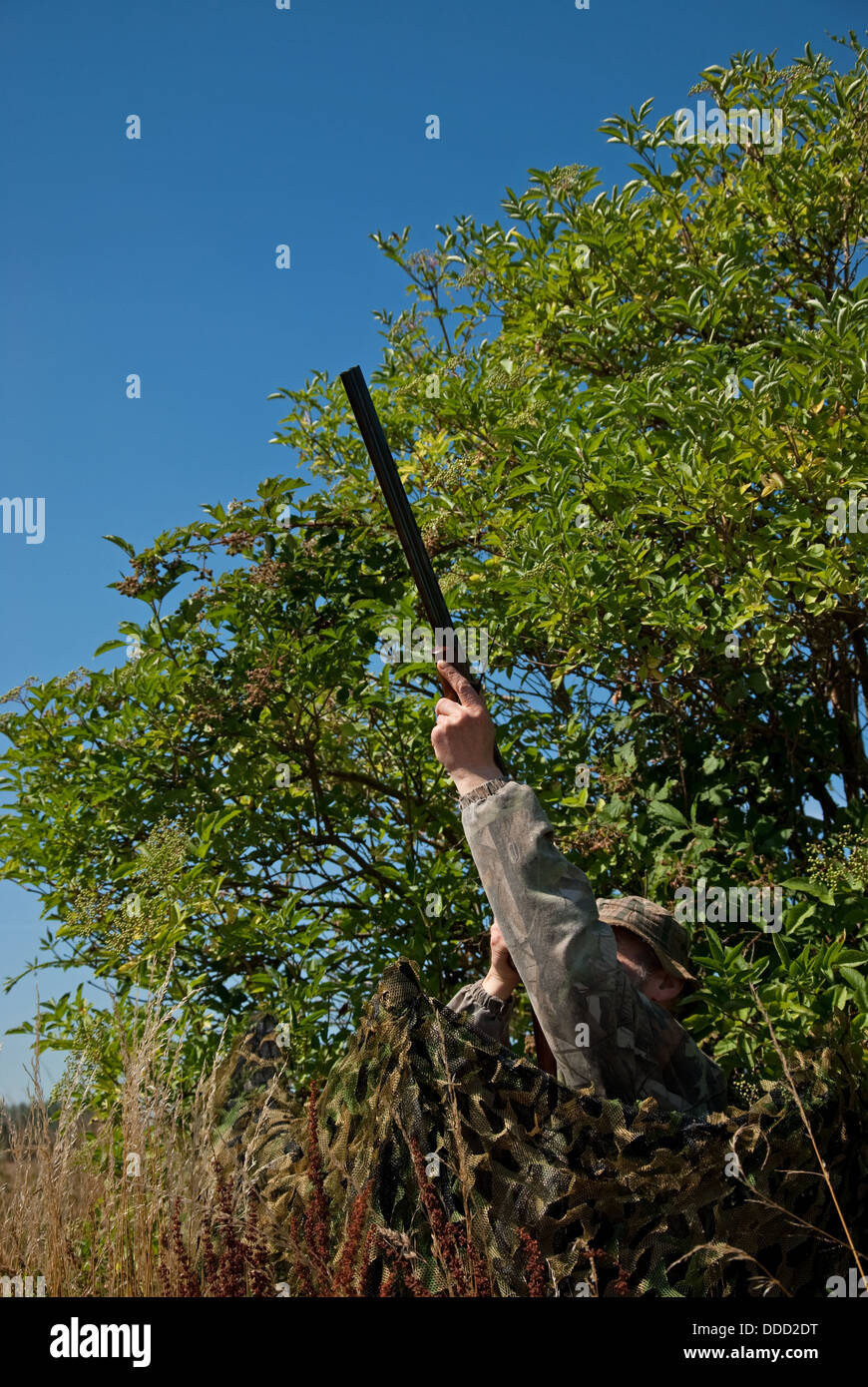 Taubenjagd aus einem getarnten Netz verstecken im Sommer Stockfoto