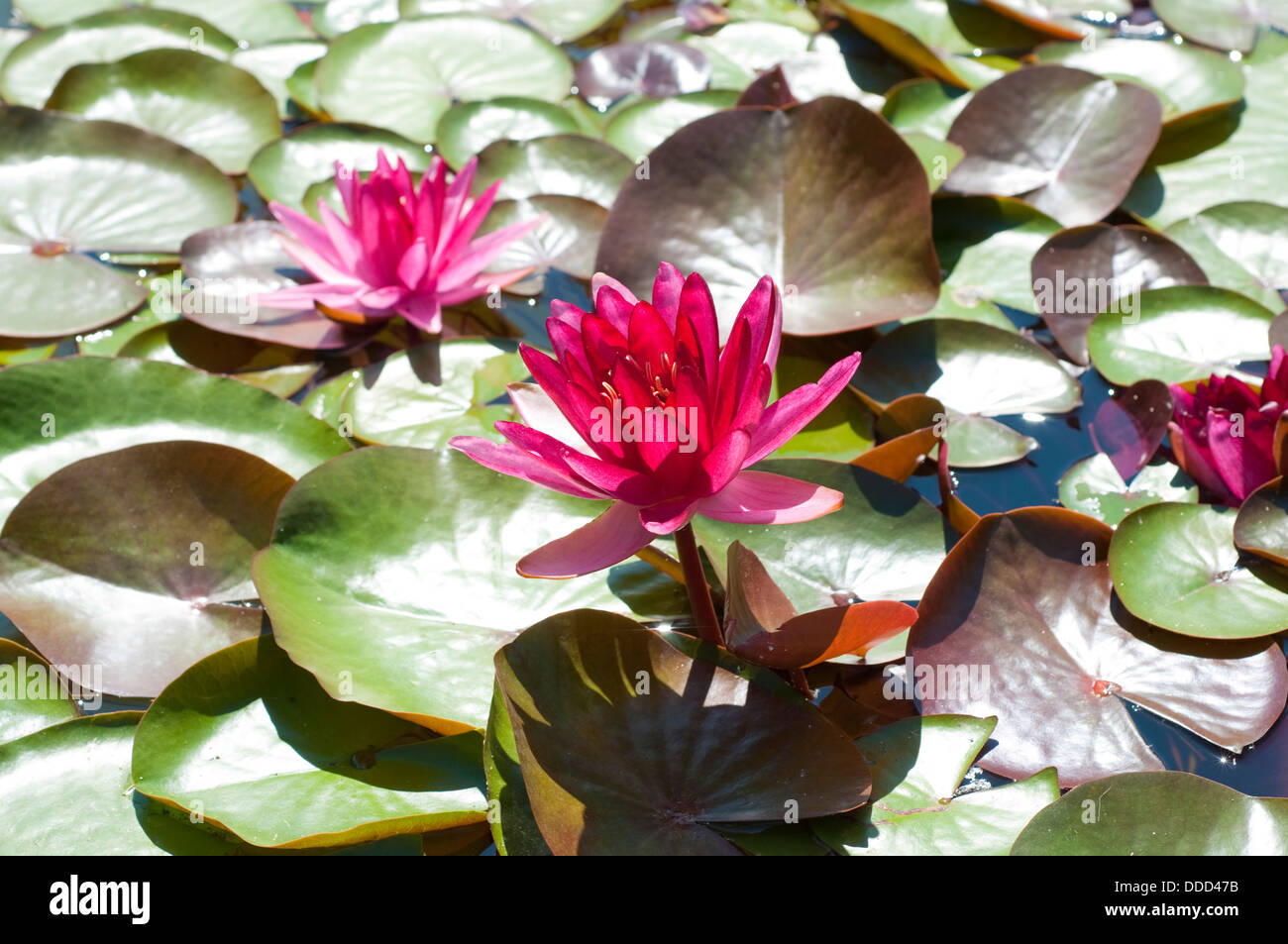 Seerose, Nymphaea "Perrys roter Stern" Stockfoto