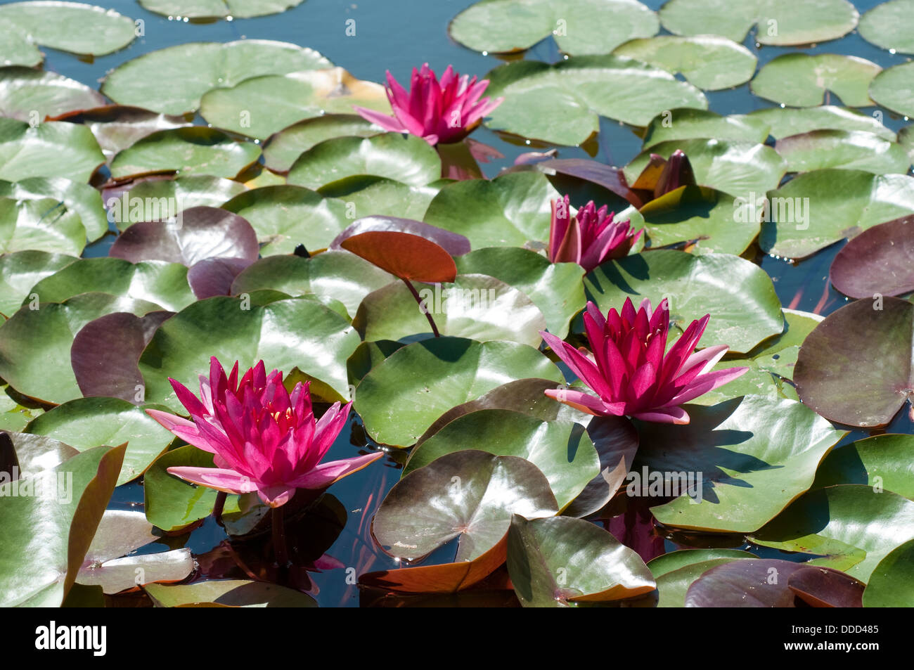 Seerose, Nymphaea "Perrys roter Stern" Stockfoto