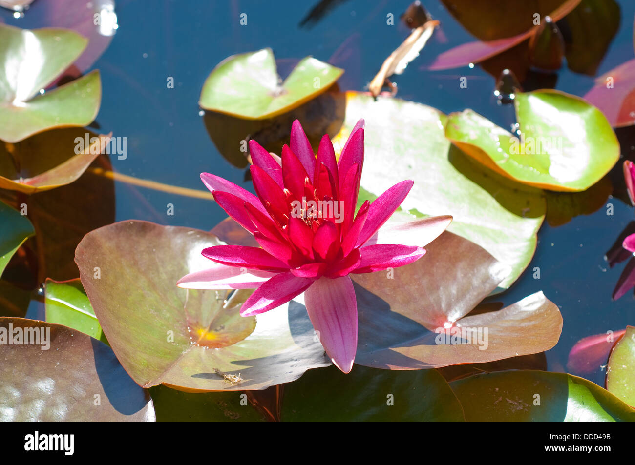 Seerose, Nymphaea "Perrys roter Stern" Stockfoto