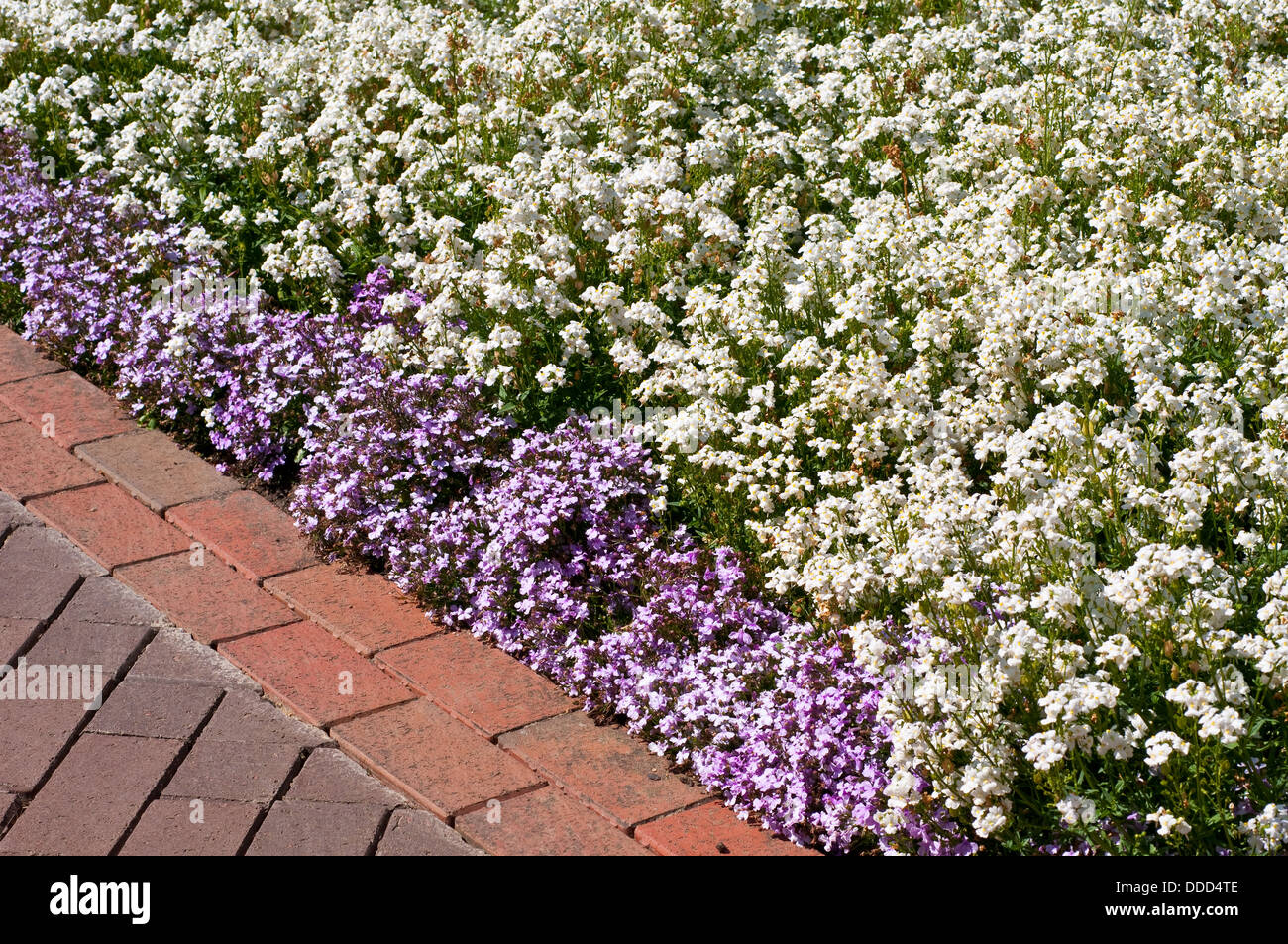 Sommer-Grenze mit Nemesia 'Poesie weiß' und Lobelia Erinus "Riviera Lilac" (Riviera Serie) Stockfoto