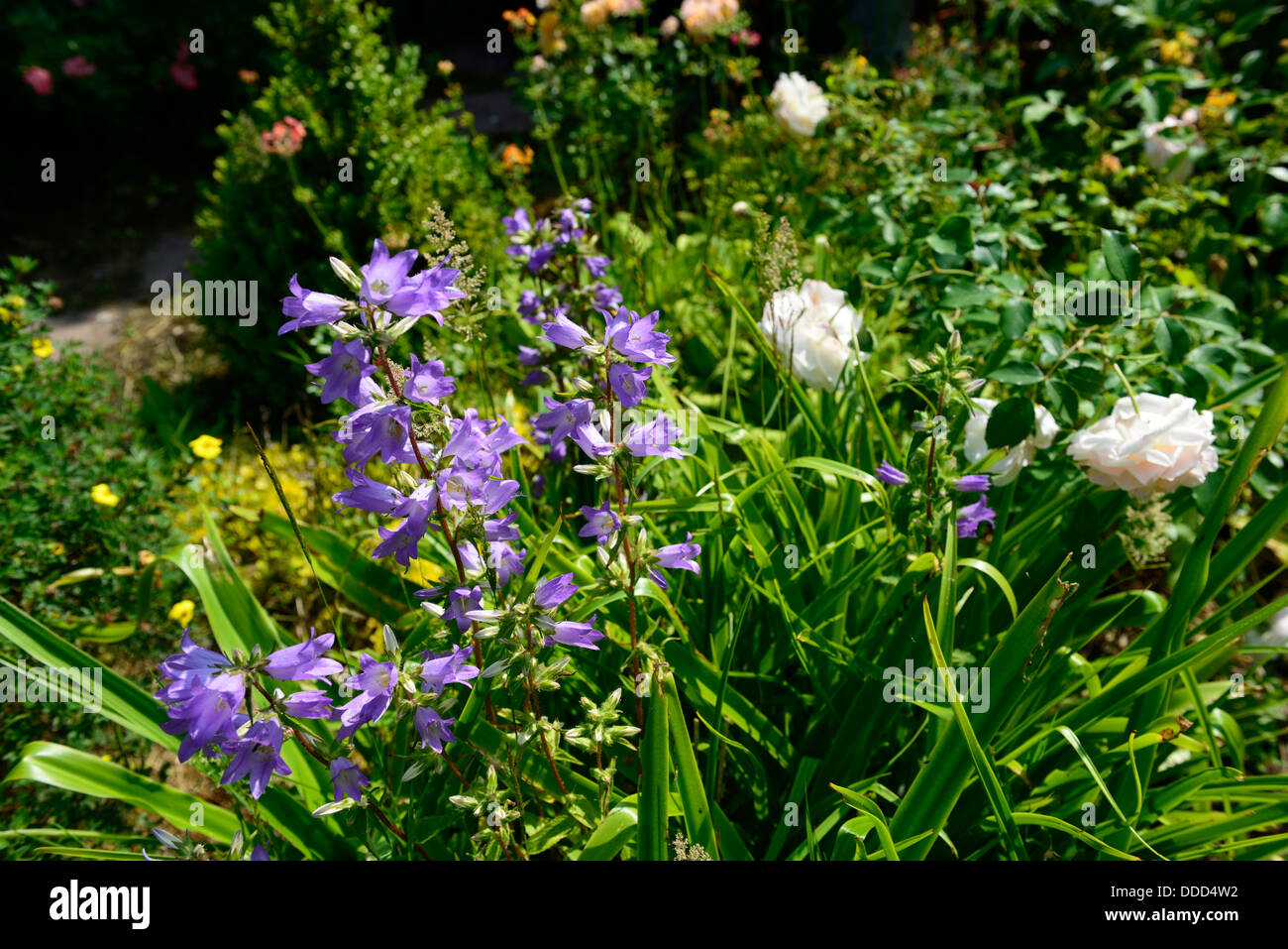 Sommer-Farbe-Farbe bei Moanwing Gärten Rathkeale Limerick Irland Stockfoto