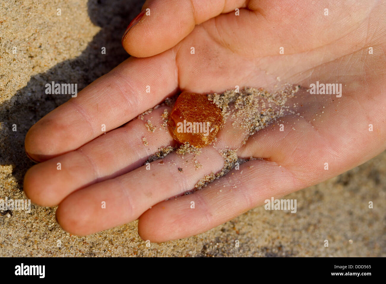 Amber, Bernstein am Strand, im Sand, Kinderhand mit im Spülraum gefundenem Bernstein, Bern-Stein, Fossilien Baumharz Stockfoto
