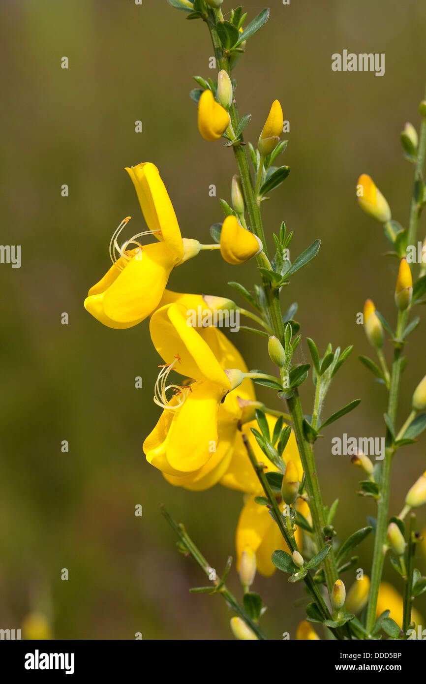 Gemeinsamen Ginster, Besenginster, Besen-Ginster, Besenpfriem, Ginster, Cytisus Scoparius, Sy Sarathamnus Scoparius, Genêt À Balais Stockfoto