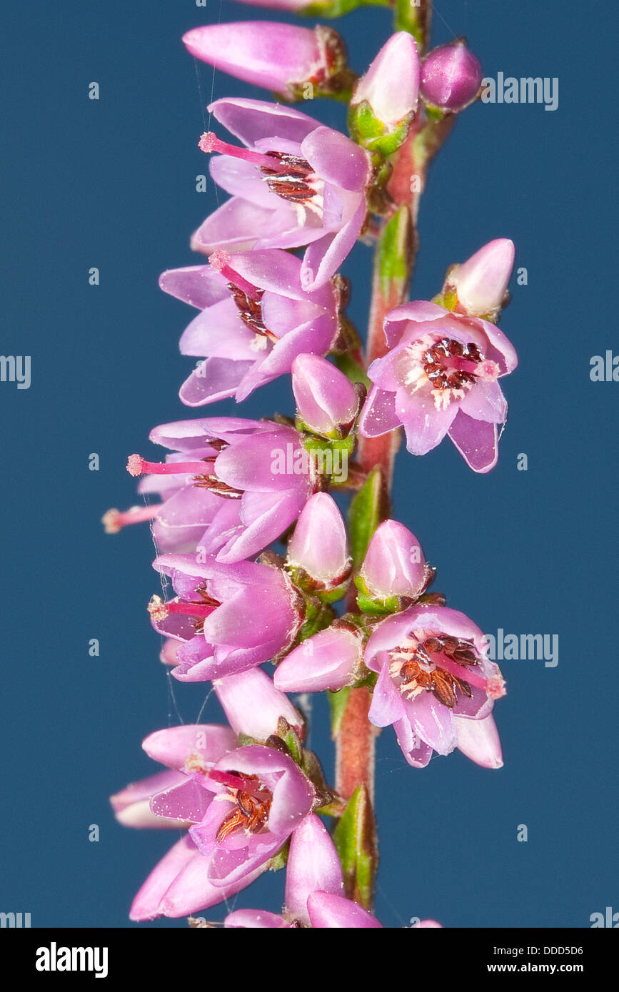 Gemeinsamen Heather, Heather, schottisches Heidekraut, Ling, Heide, Besenheide, Heidekraut, Calluna Vulgaris Stockfoto