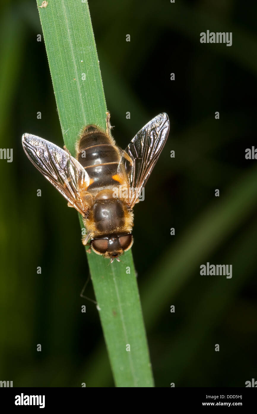 Drohnenflug, Drohnenflug, Dronefly, lange Bienen-Schwebfliege, lange Bienenschwwebfliege, Bienen-Schwebfliege, Eristalis pertinax Stockfoto