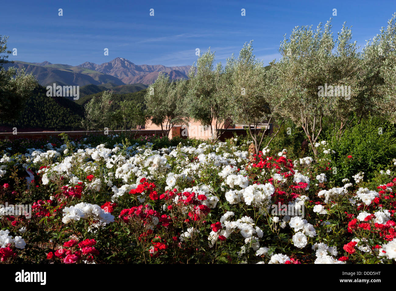 Rosengarten im Kasbah Bab Ourika Hotel am Fuße des Atlasgebirges Stockfoto