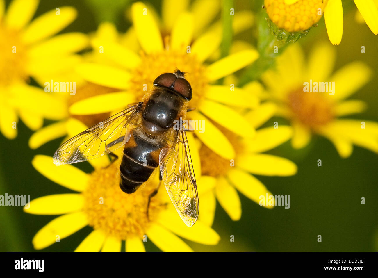 Drohnenflug, Drohnenflug, Dronefly, lange Bienen-Schwebfliege, lange Bienenschwwebfliege, Bienen-Schwebfliege, Eristalis pertinax Stockfoto