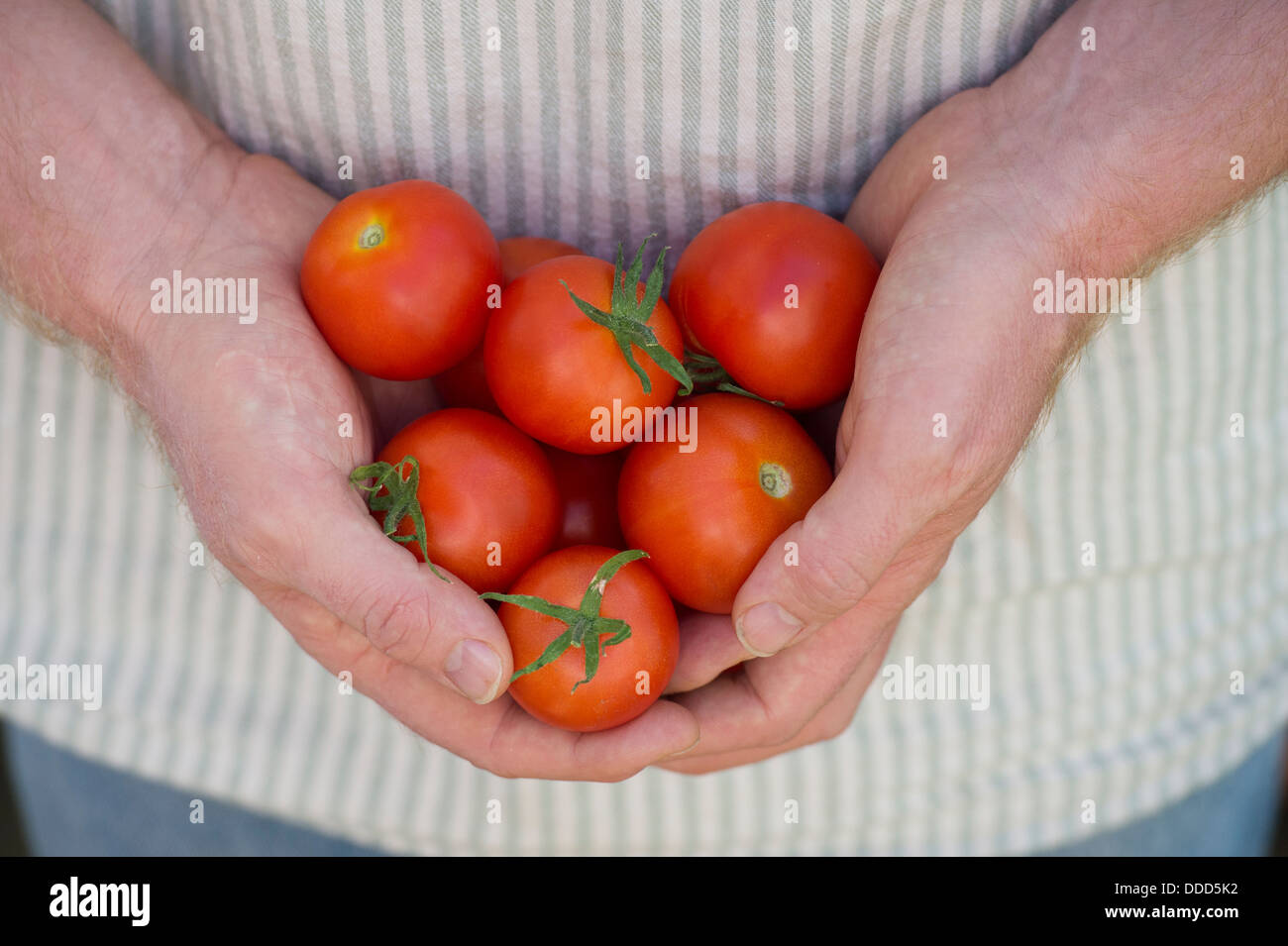 Solanum Lycopersicum. Gärtner halten Hause angebaut Tomaten Stockfoto