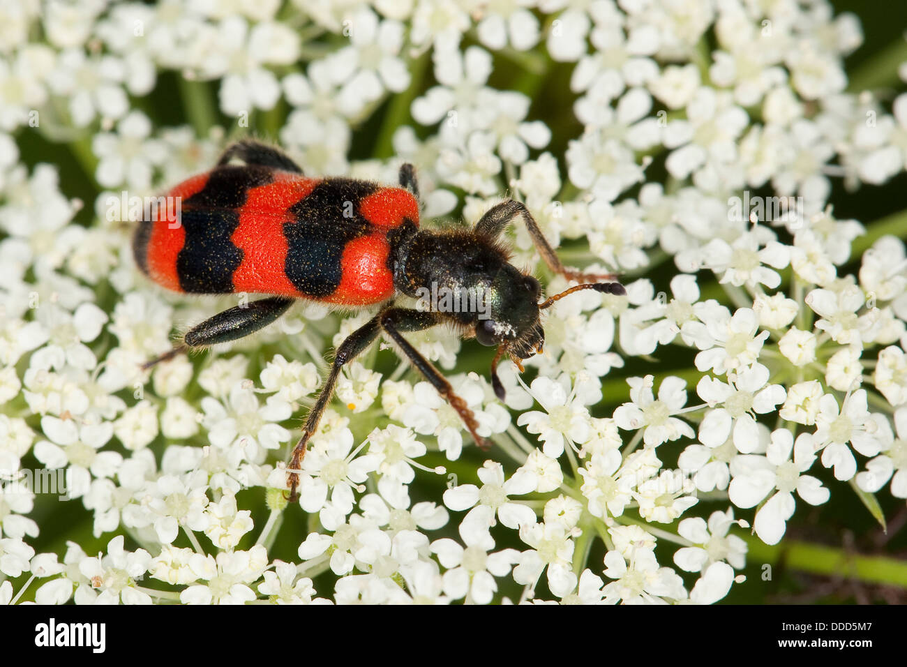 Biene-Käfer, Biene Wolf, Biene-Käfer, Biene-Wolf, Bienenkäfer, Immenkäfer, Immenwolf, Bienenwolf, Trichodes Apiarius Stockfoto