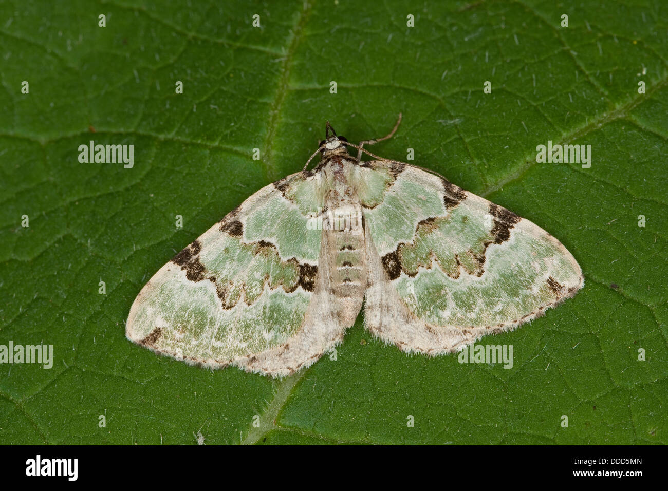 Grüner Teppich, Prachtgrüner Bindenspanner, Colostygia pectinataria, Cidaria pectinataria, Cidaria viridaria, Spanner, Geometridae Stockfoto Grüner Teppich, Prachtgrüner Bindenspanner, Colostygia pectinataria, Cidaria pectinataria, Cidaria viridaria, Spanner, Geometridae Stockfoto