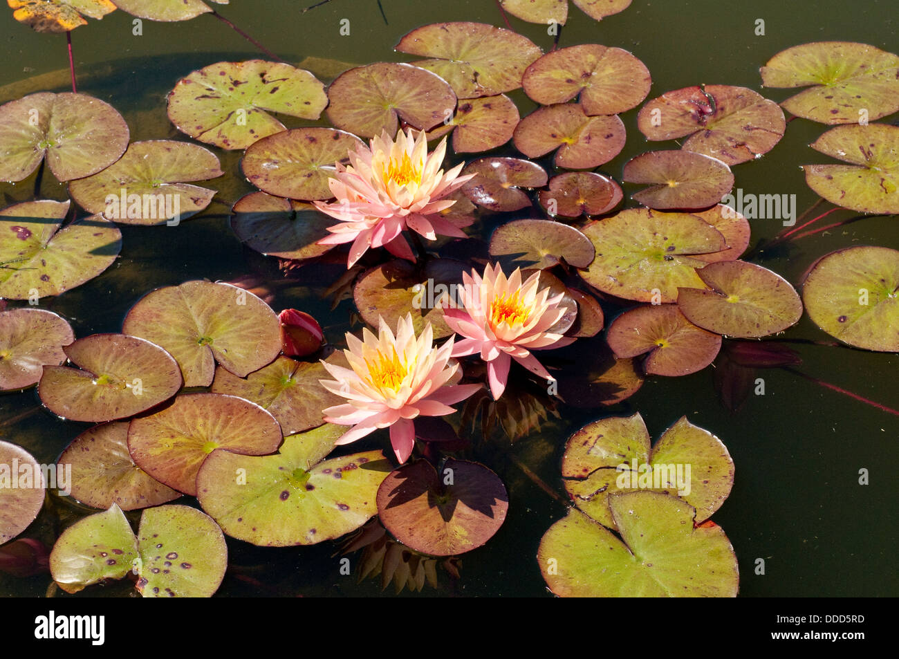 Seerose, Nymphaea 'John Wedgwood' Stockfoto