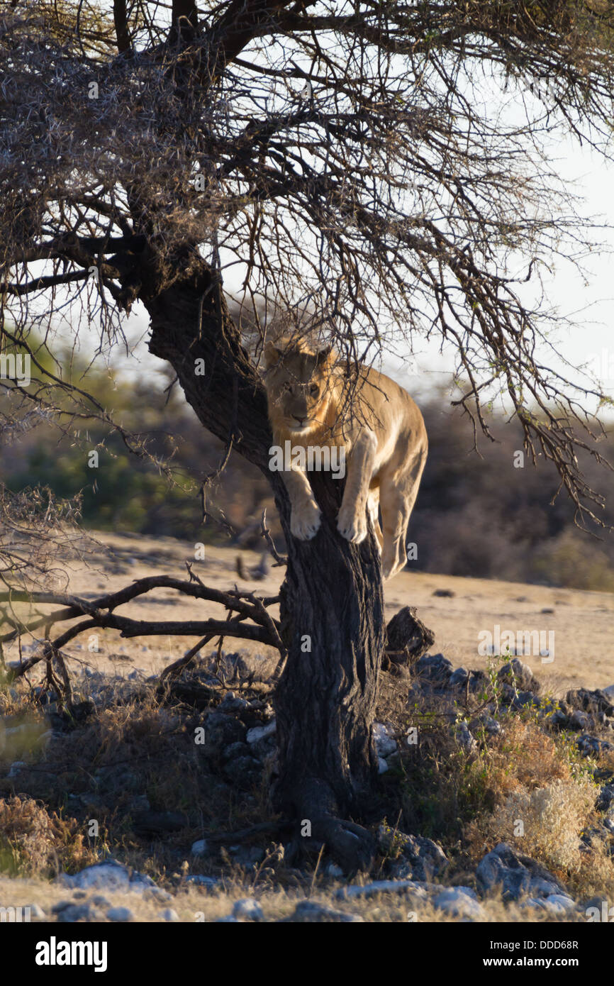 Ein junger männlicher Löwe klettert einen Baum und Uhren in der Nähe von Namutoni im Etosha Park, Namibia Stockfoto