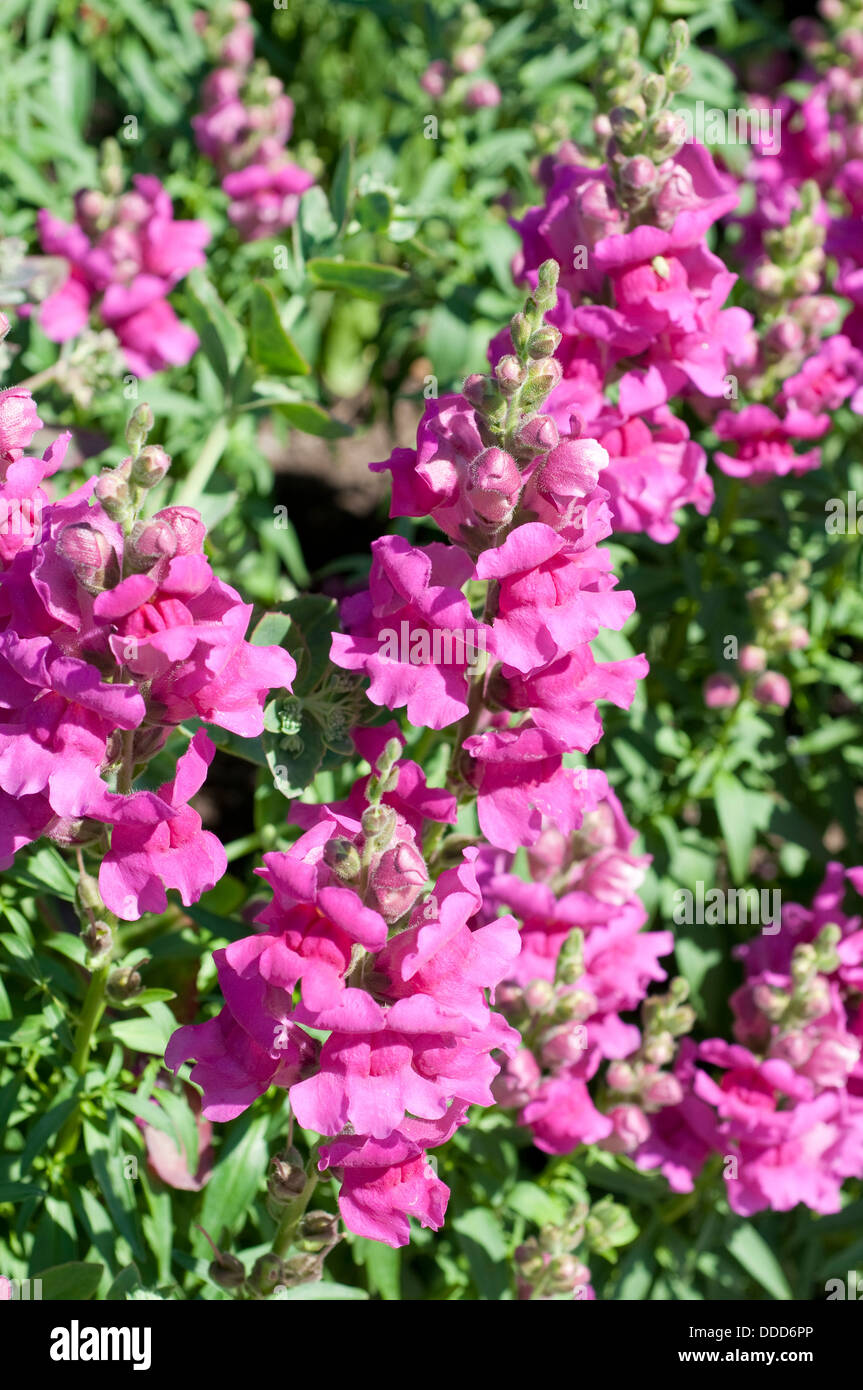 Antirrhinum 'Lavendel Ribbon', Löwenmaul oder Drachen Blume Stockfoto