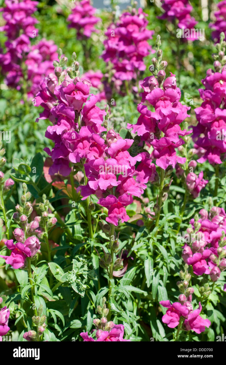 Antirrhinum 'Lavendel Ribbon', Löwenmaul oder Drachen Blume Stockfoto