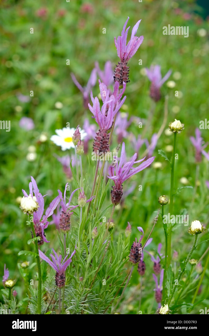 Französischer Lavendel wächst in einer wilden Blumenfeld. Stockfoto