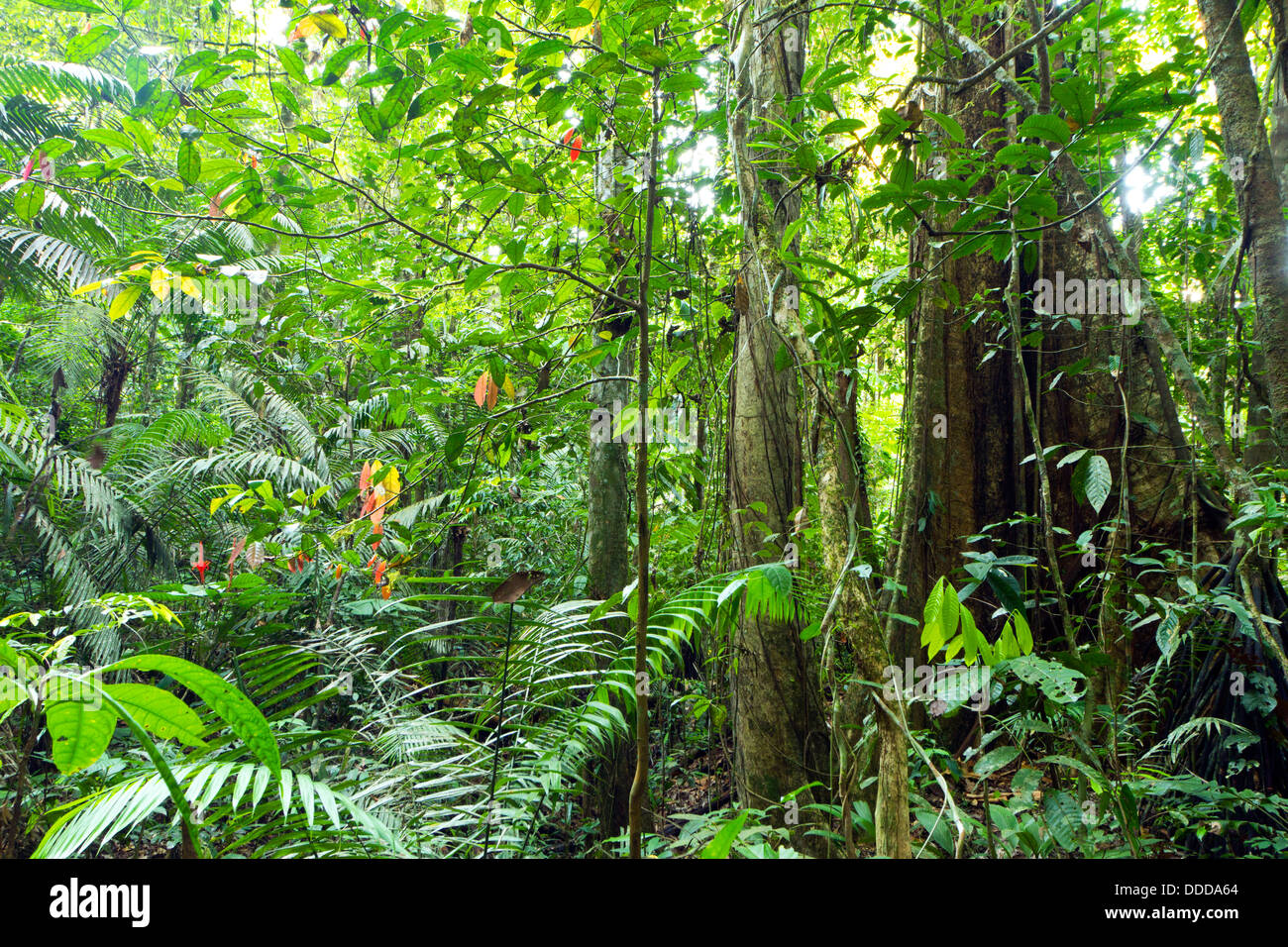 Baum mit Strebepfeiler Wurzeln wachsen im primären Regenwald im ecuadorianischen Amazonasgebiet Stockfoto
