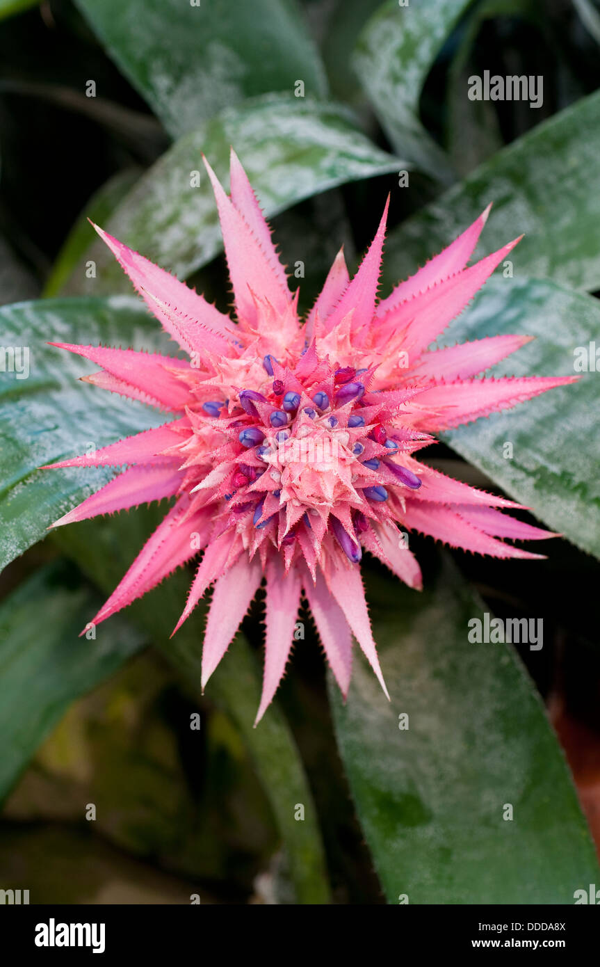 Rosa Bromelie Blume Stockfoto