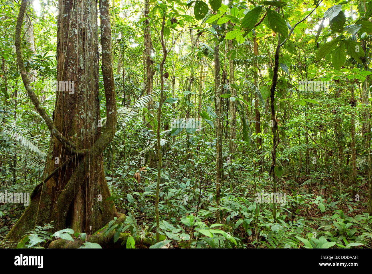 Baum mit Strebepfeiler Wurzeln wachsen im primären Regenwald im ecuadorianischen Amazonasgebiet Stockfoto