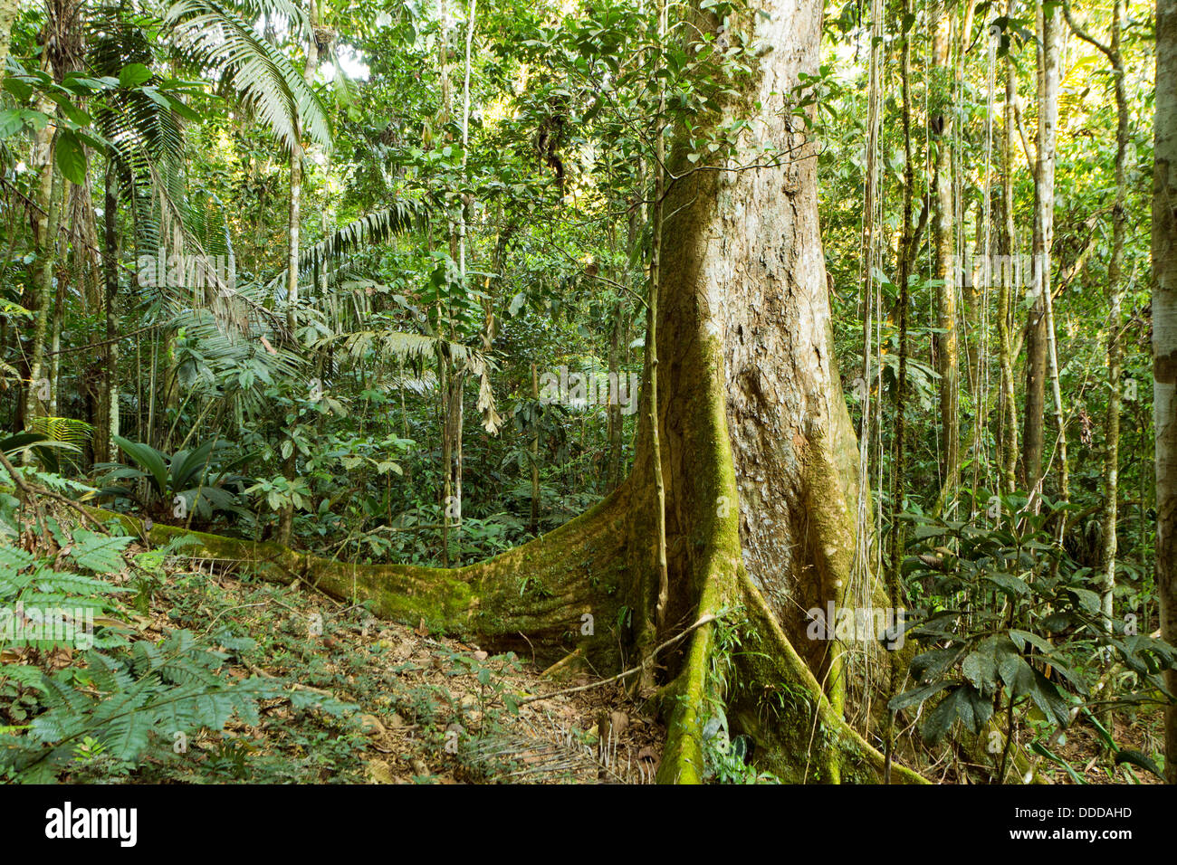 Baum mit Strebepfeiler Wurzeln wachsen im primären Regenwald im ecuadorianischen Amazonasgebiet Stockfoto
