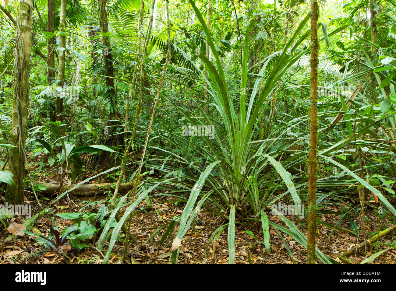 Eine große terrestrische Bromelien wachsen im ecuadorianischen Amazonas-Regenwald Stockfoto