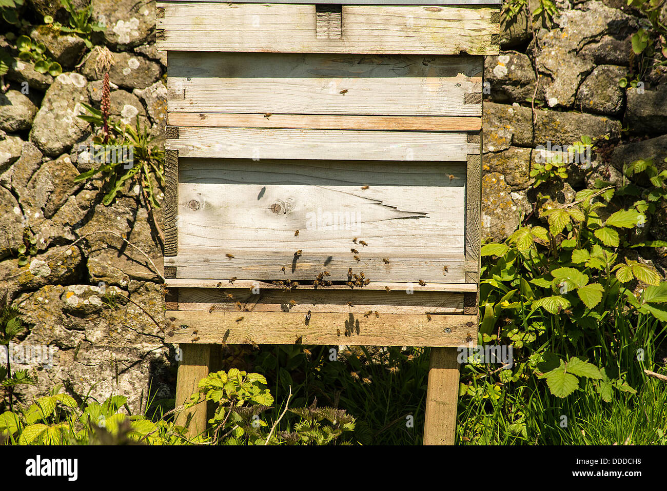 Bienen in den Bienenstock Stockfoto