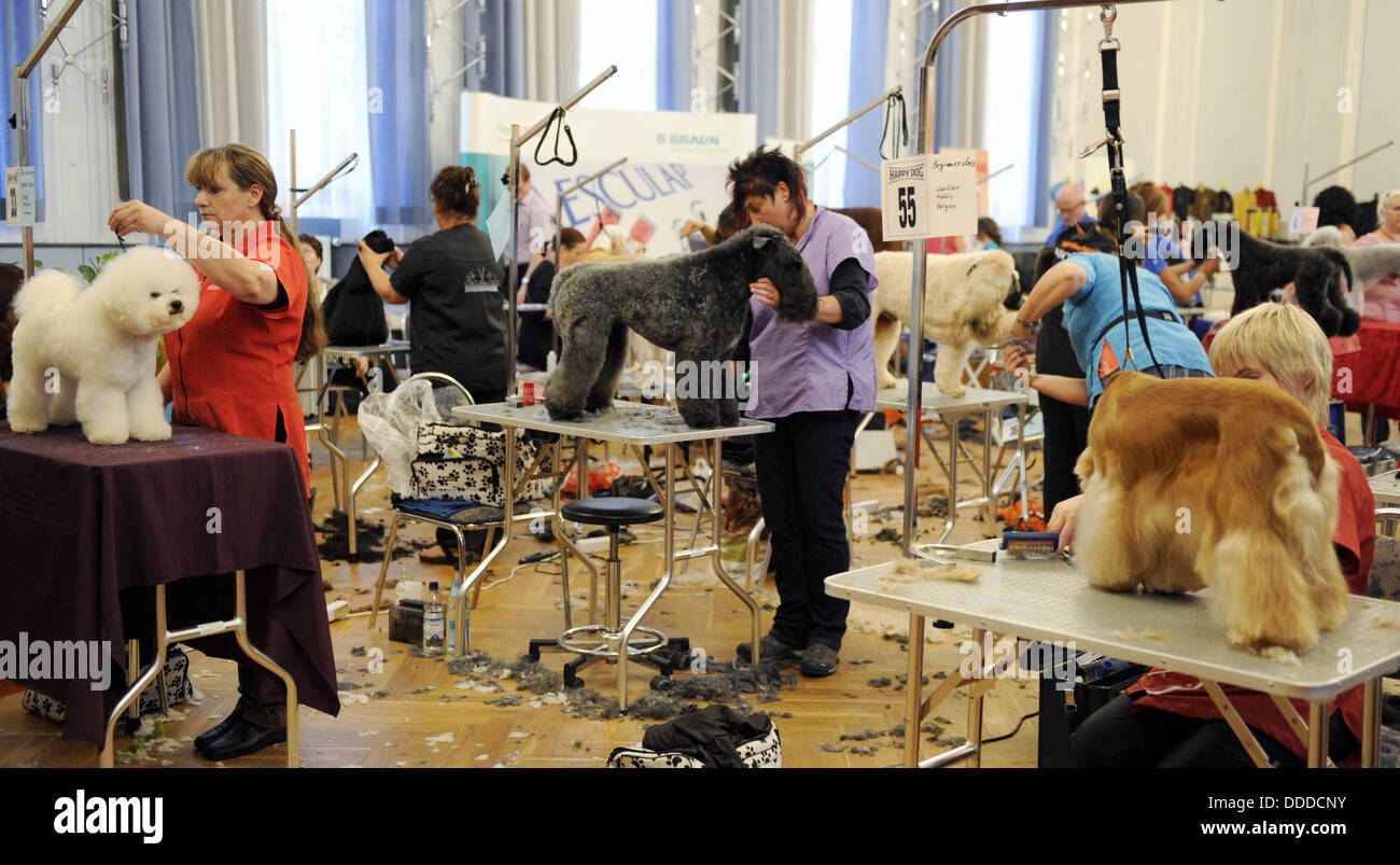 Hunde Und Katzenfriseur In Der Nähe Internationale friseurmeisterschaften -Fotos und -Bildmaterial in hoher