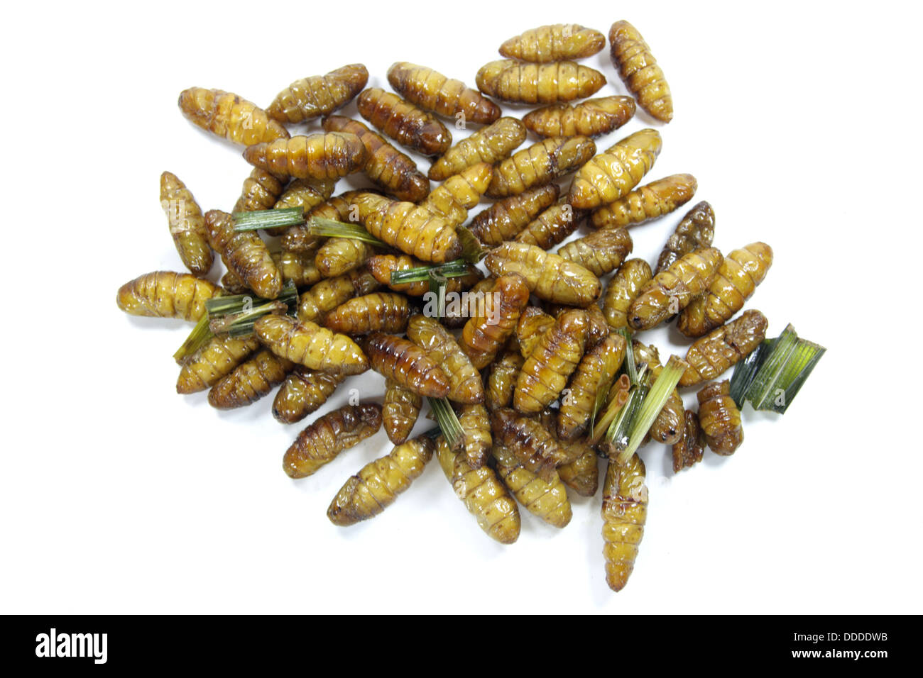 Ist Ein Wurm Ein Insekt www.alamy.de