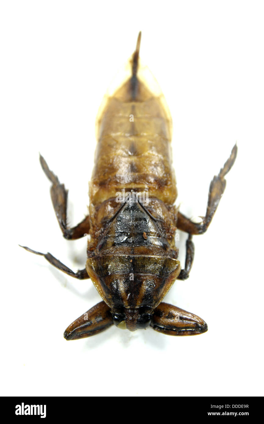 Mang Da Na Tod, Fried riesige Wasser-Bug Stockfoto