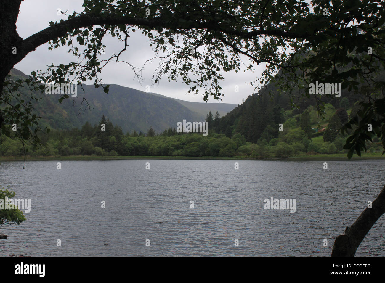 Baumansicht der See, Glendalough, Wicklow, Irland Stockfoto