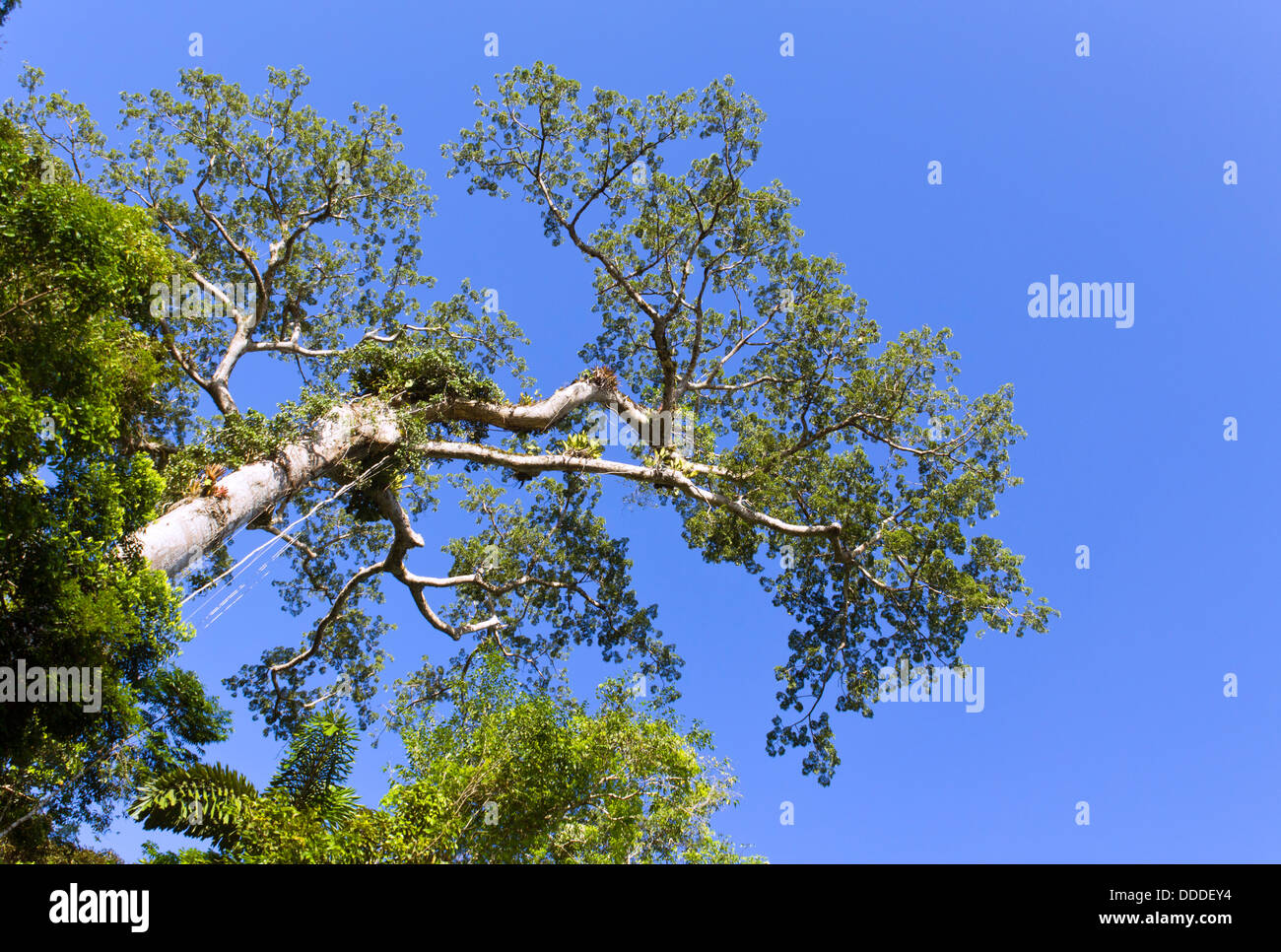 Nachschlagen der Krone eines Baumes große Regenwald in Ecuador Stockfoto