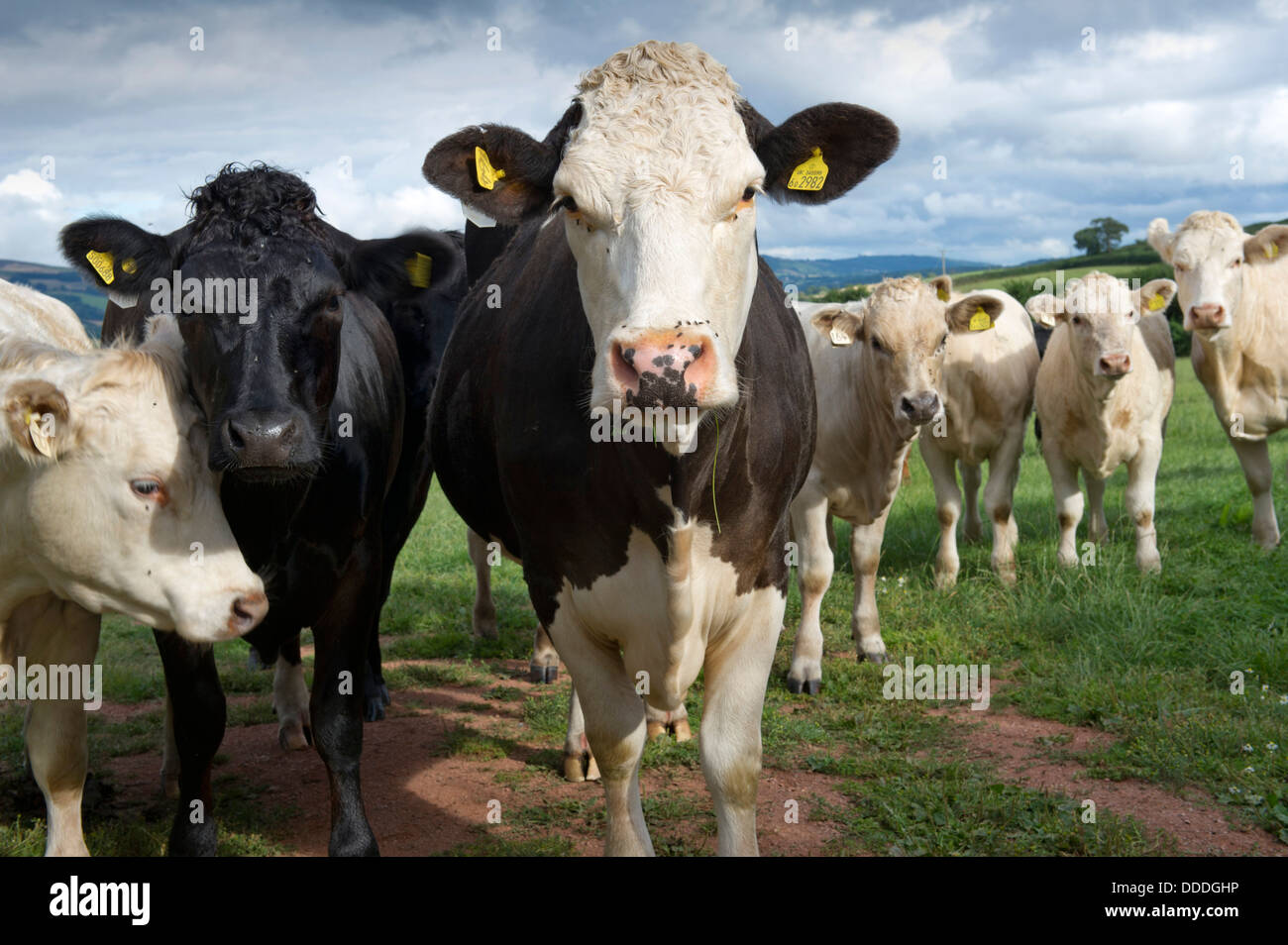 Gesundes Rind auf einem Feld auf einer Farm in Monksilber, Somerset, Großbritannien, in einem Badger Cull Testgebiet.A UK Landkühe TB "bovine TB" Stockfoto