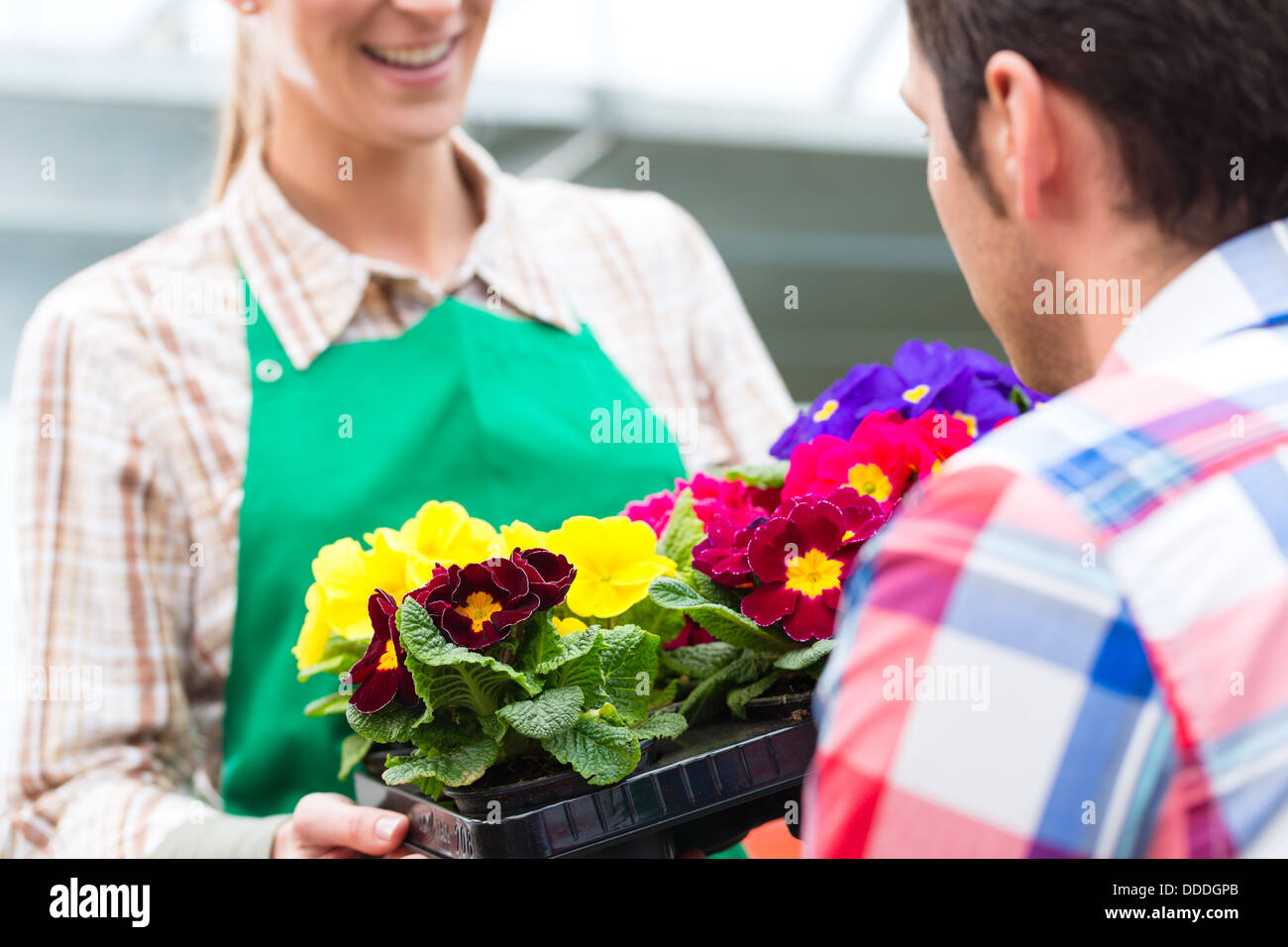 Floristen oder Gärtner im Blumenladen, Gewächshaus oder Kinderzimmer Stockfoto