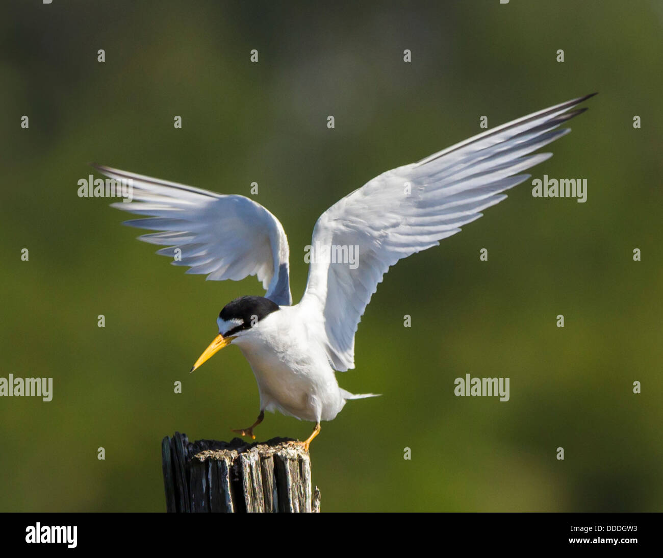 Wenigsten Seeschwalbe Landung auf einem Mast. Stockfoto
