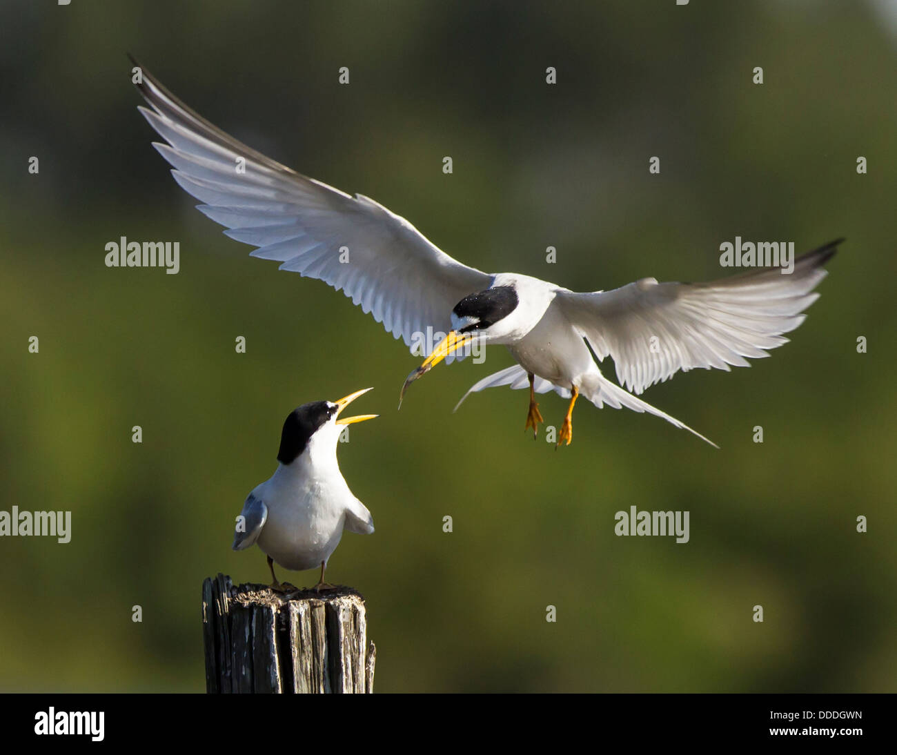 Die wenigsten Seeschwalbe Balz gehört das Männchen bringen die weiblichen Fische, wie auf diesem Foto gezeigt. Stockfoto