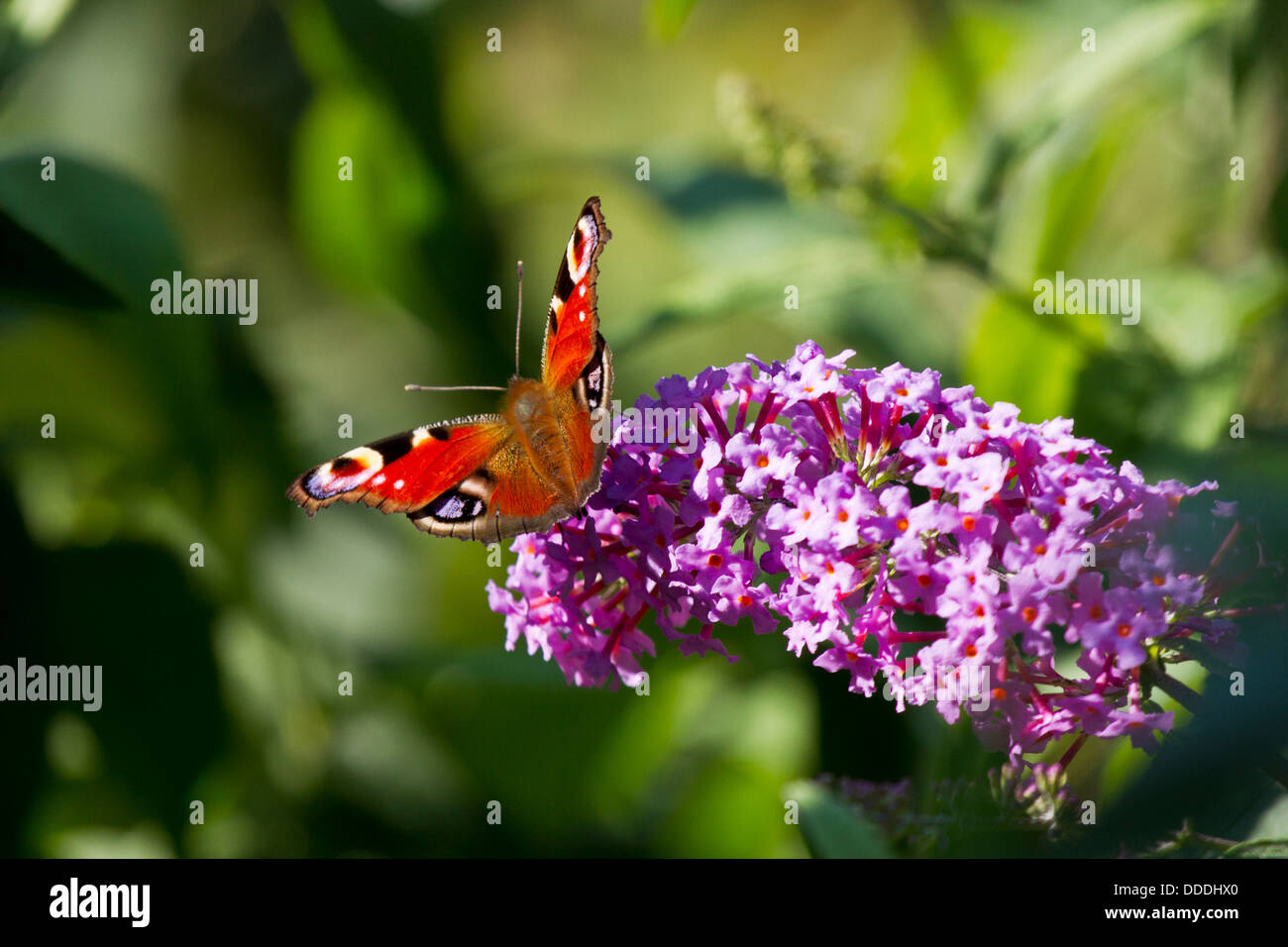 Tagpfauenauge Stockfoto