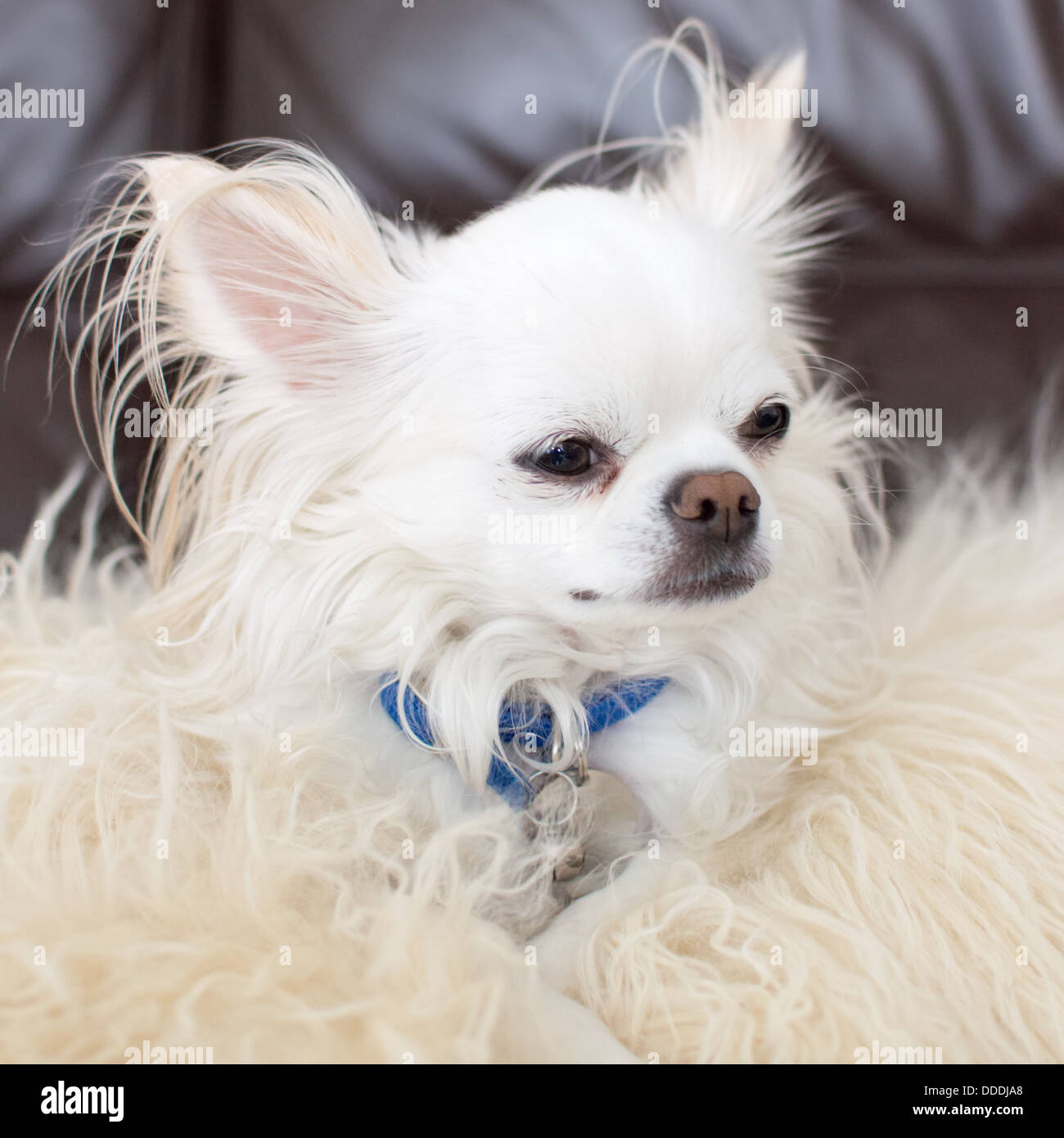 micro long haired chihuahua