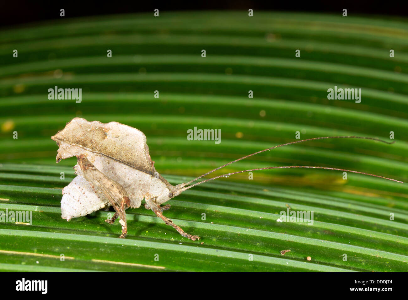Blatt zu imitieren Grashuepfer auf einem strukturierten Blatt im Regenwald Ecuadors Stockfoto