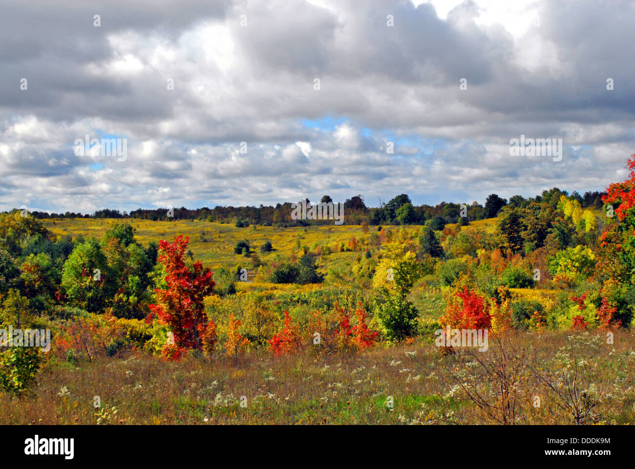 Bunte Herbst Landschaft mit Bäumen und sanften Hügeln. Stockfoto