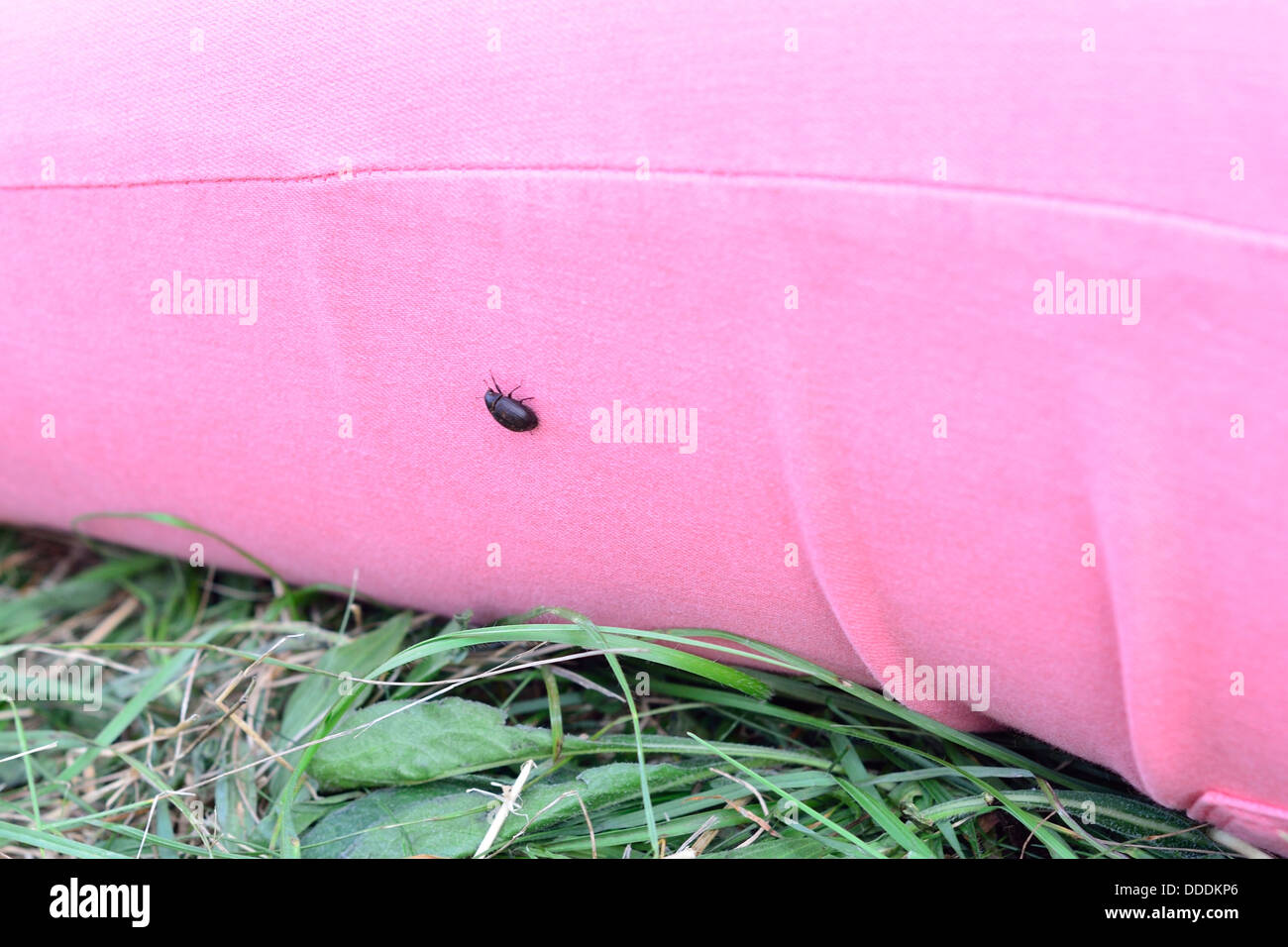 Käfer Insekt auf pinke Jeans Frau sitzen auf dem Rasen Stockfoto