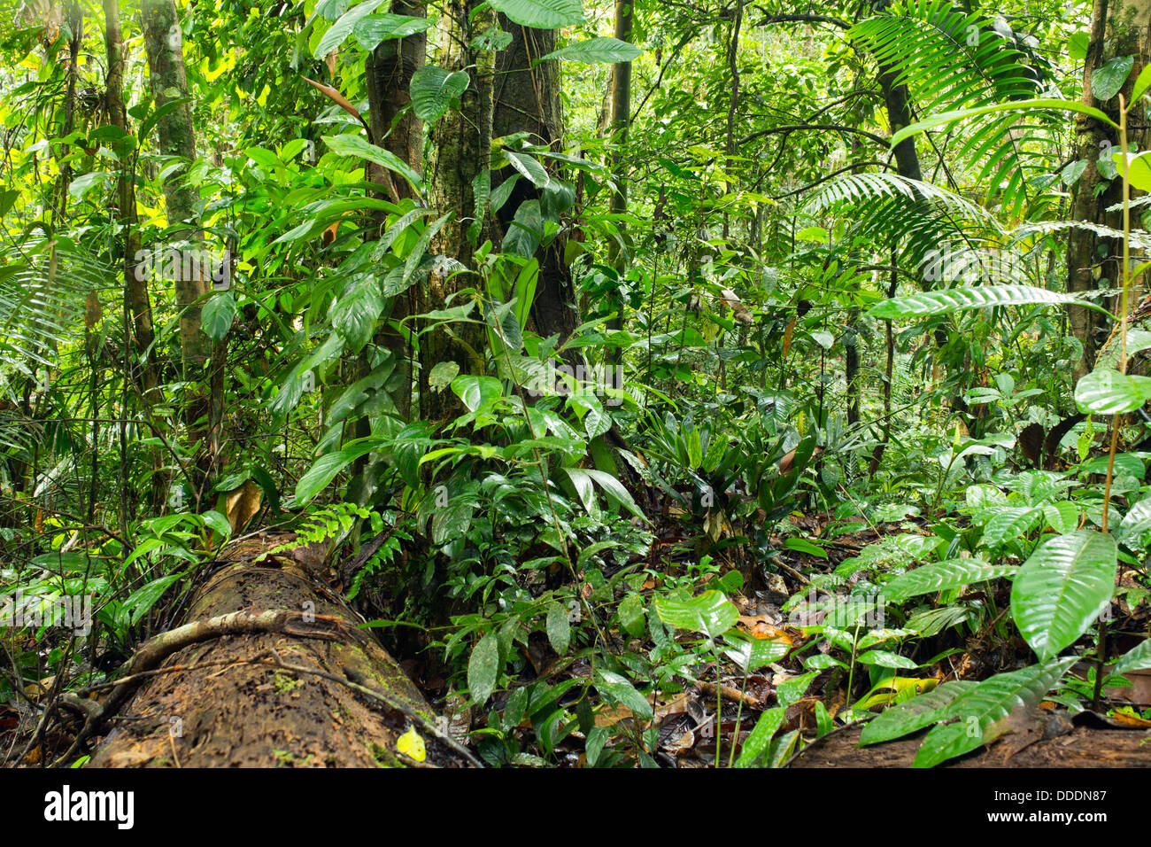 Innere des primären Regenwald in Ecuador Stockfoto