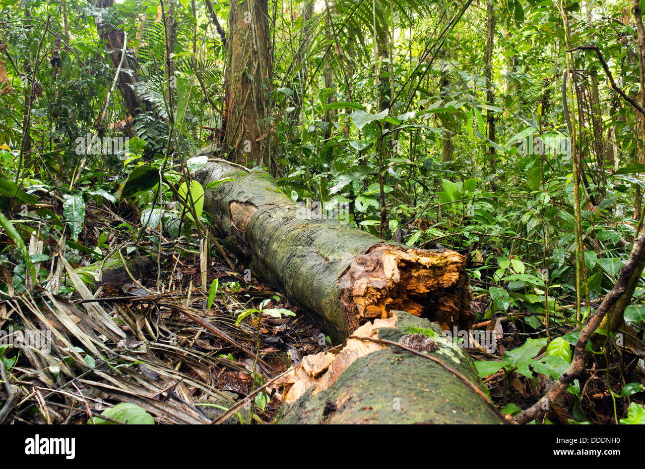 Umgestürzten Baumstamm im Regenwald Stock, Ecuador Stockfoto