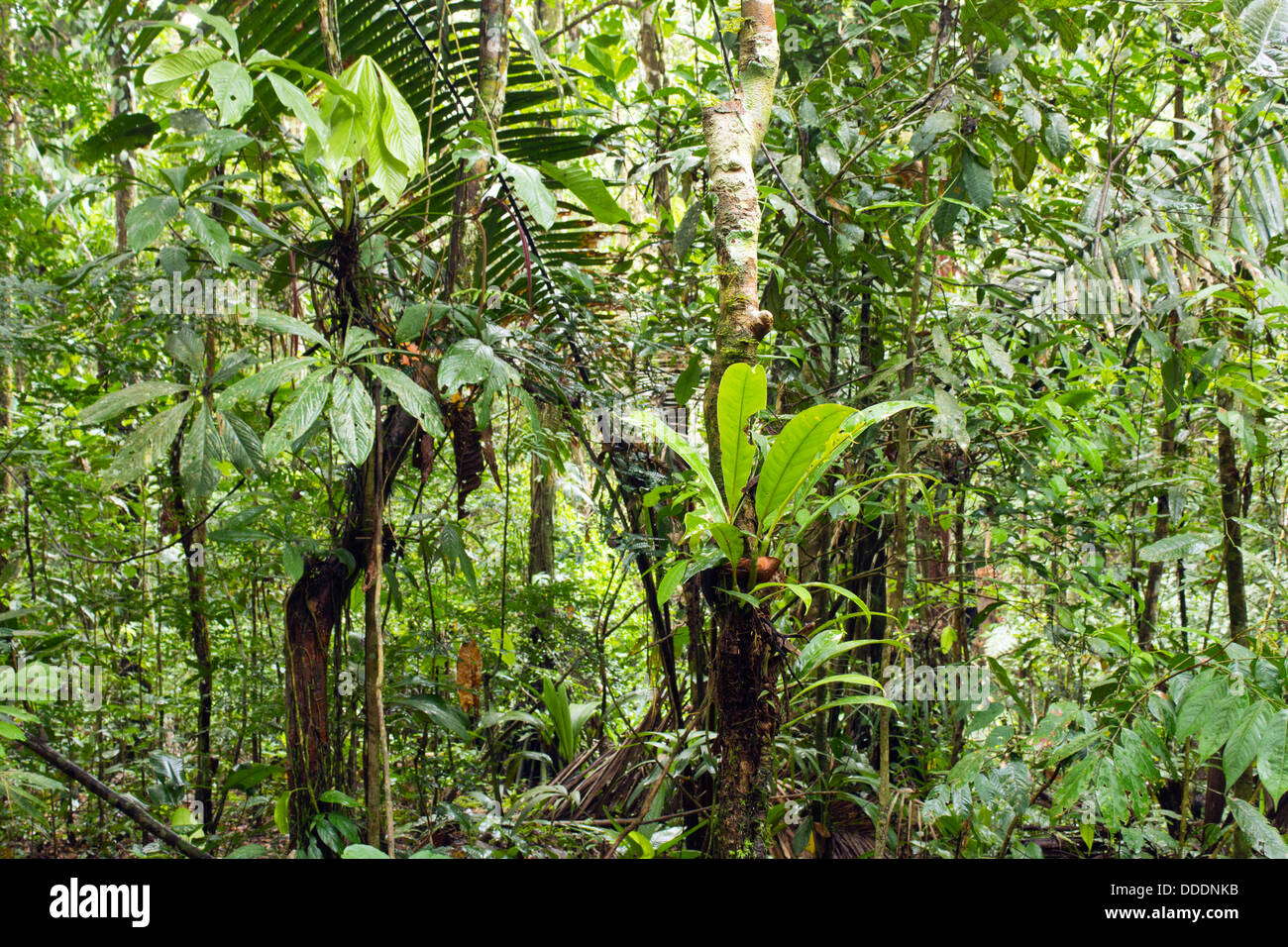 Pflanzen Aus Dem Tropischen Regenwald Rainforest tree tropical epiphytes -Fotos und -Bildmaterial in hoher