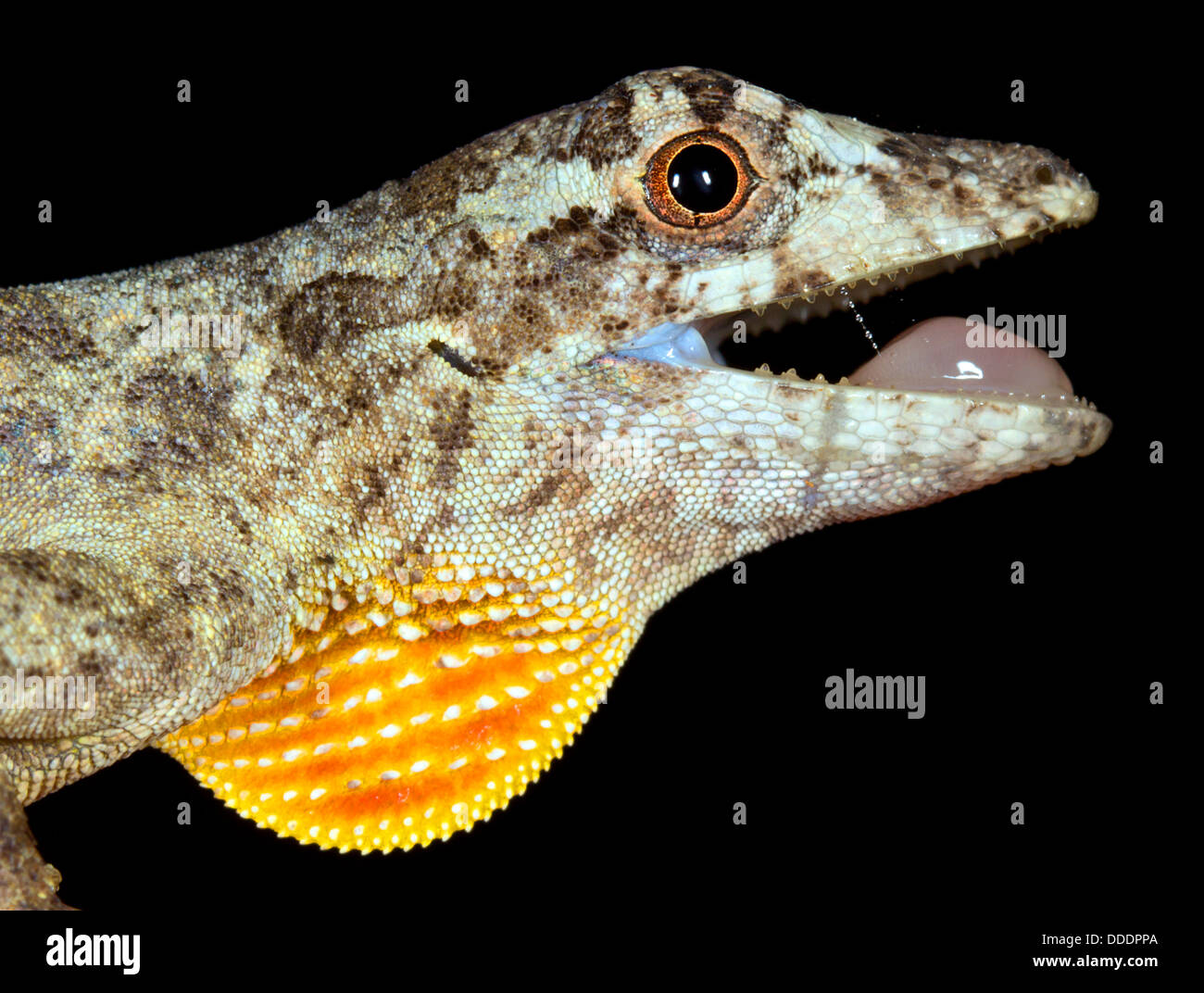 Ortons Anole (Anolis Ortoni), männliche anzeigen Wamme, Ecuador Stockfoto