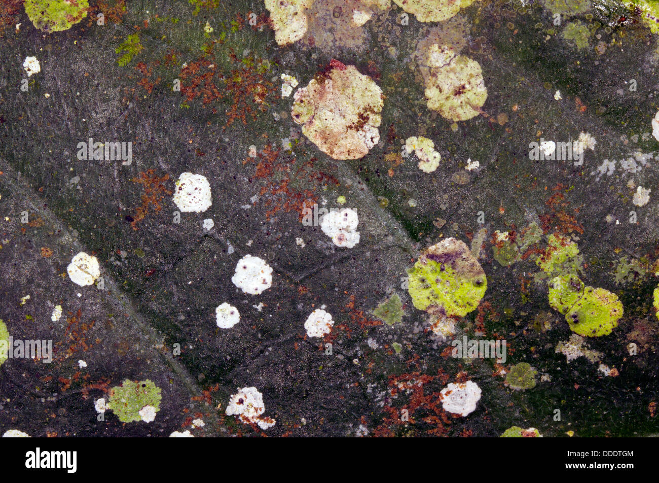 Flechten-Kolonien auf einem Baumstamm im westlichen Ecuador Stockfoto
