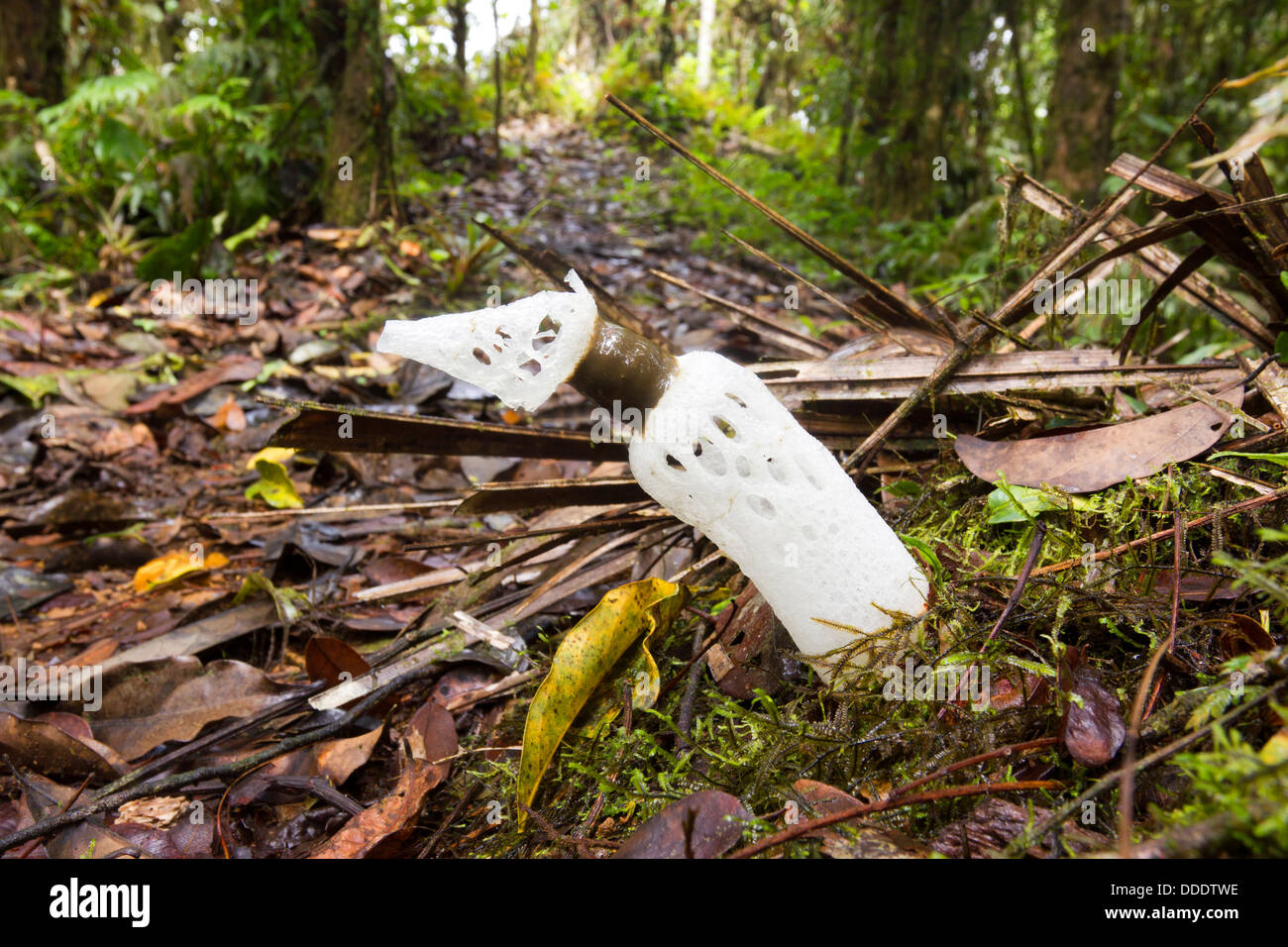 Die erdrosselt Stinkmorchel (Staheliomyces Cinctus) wächst im Nebelwald im westlichen Ecuador Stockfoto