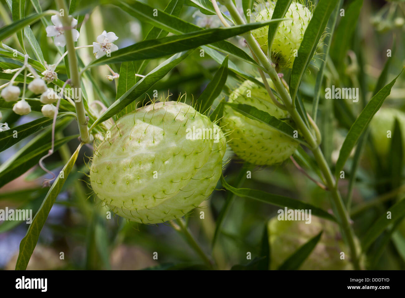 Ballon-Pflanze (Asclepias Physocarpa) Stockfoto